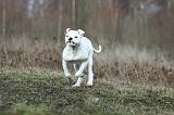BOULEDOGUE AMERICAIN 014